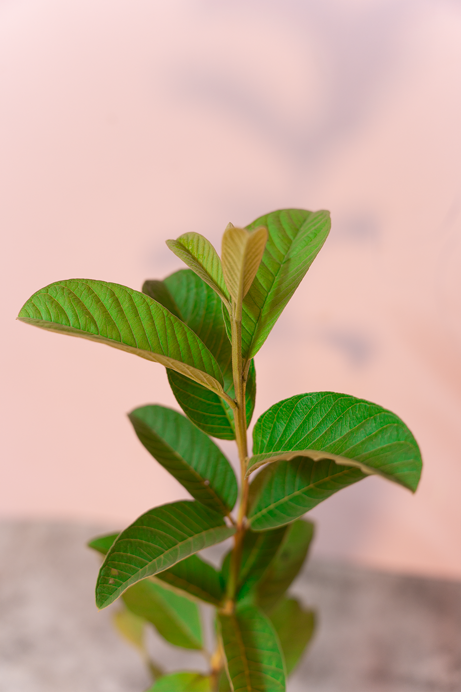 Fruit Plants