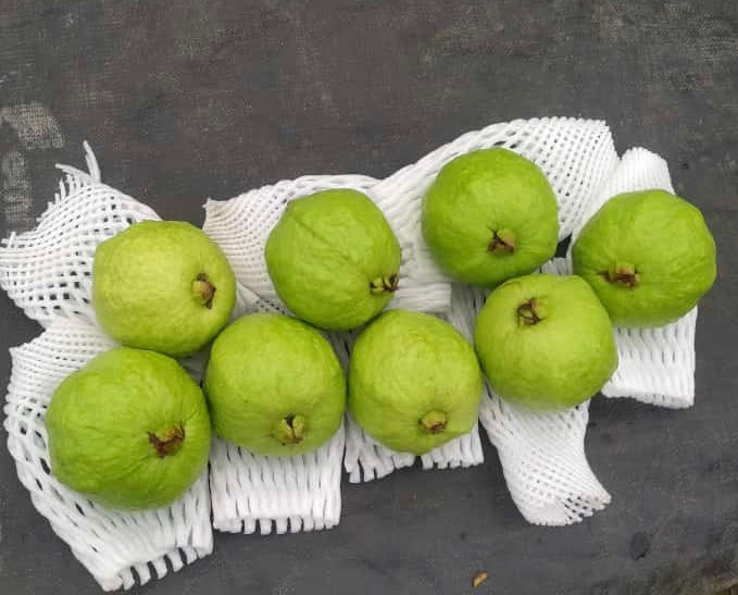 Taiwan pink guava plant